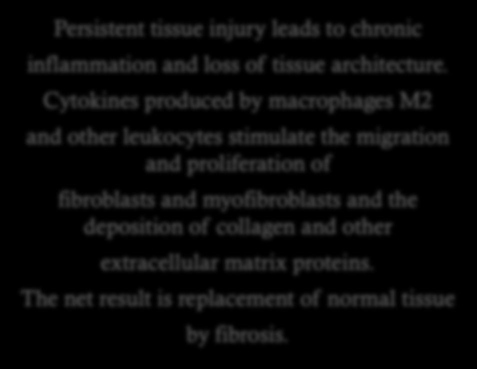 Infiammazione cronica fibrosi Persistent tissue injury leads to chronic inflammation and loss of