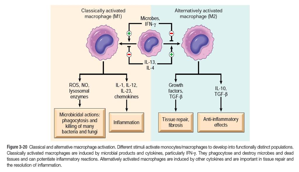 Centralina di controllo risposte cellulari Tentativo Eliminazione Riparazione Danni Mastociti NK Natural Killer