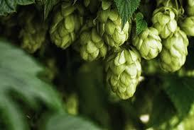 La birra Il luppolo, è una pinta erbacea perenne, con rizoma modificato dal quale si sviluppano esili