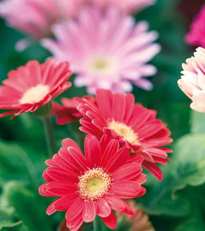 FIOR DI GIARDINO VASTO ASSORTIMENTO DI PIANTE PER IL GIARDINO, IL TERRAZZO, LA CASA ad esempio Gerbera diametro cm 12 2,49 L'offerta di questo volantino la trovi a: MODENA STRADA MORANE, 500 Centro