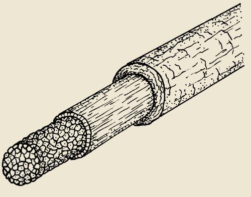 Cordati Corda dorsale o notocorda: struttura endoscheletrica dorsale.