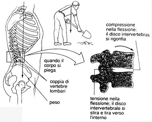 cranio costole Accumulo sostanze minerali: serbatoio di Calcio e Fosforo equilibrio