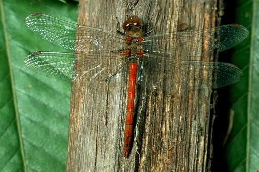 Artropodi Esoscheletro rigido ed articolato. Cuticola pluristratificata, costituita per il 30 50% di chitina.