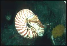 Molluschi Conchiglia esterna calcarea,
