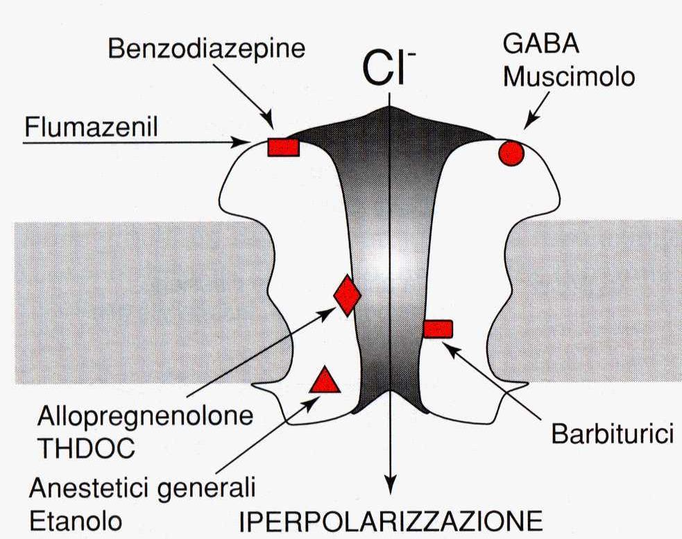 Le benzodiazepine modulano positivamente la trasmissione GABAergica Meccanismo d