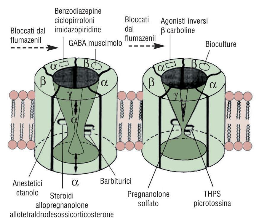 Farmacologia del recettore GABA A Flumazenil: Antagonizza l azione delle benzodiazepine Barbiturici: Prolungano il tempo di apertura del canale al cloro anche in assenza di GABA Potenzia la funzione