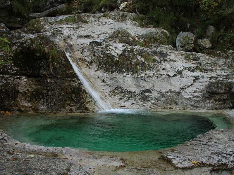 Briofite ruolo ecologico Sono