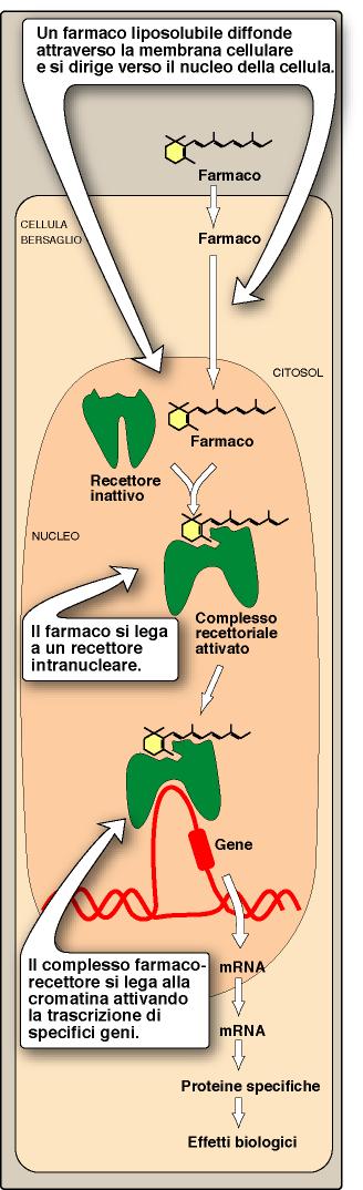 1. Recettori intracellulari Recettori v Trasducono il segnale portato da ormoni e da altri mediatori lipofilici (ormoni steroidei e tiroidei, acido retinoico, vitamina D, ecc) v