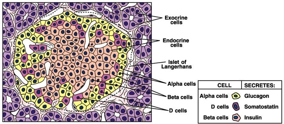 Principali tipi cellulari delle isole di Langerhans e ormoni da esse prodotti Nome Ormone prodotto Percentuale dell isola