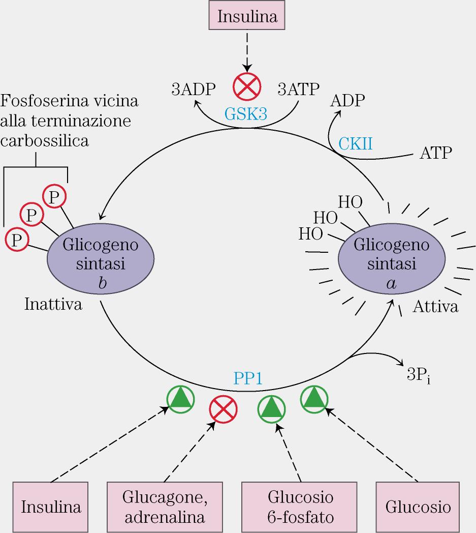 Regolazione Glicogenosintesi: Modulazione Glicogeno sintasi Il recettore dell insulina attiva una chinasi sensibile all