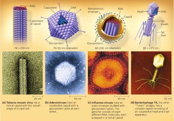 biologiche =entità biologiche) parassitismo endocellulare obbligato, sono incapaci di riprodursi in maniera autonoma (parassitismo a livello genetico) particolare meccanismo di