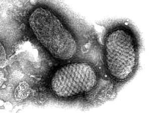 solventi, alle radiazioni, al ph ) genoma (tipo e conformazione dell acido nucleico ) proteine (numero, dimensioni)