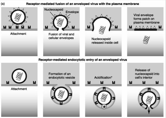 ospite L attivazione delle proteine di fusione avviene in seguito all interazione con il recettore cellulare (fusione ph indipendente) L attivazione delle proteine di fusione avviene in seguito all