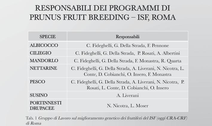 300 Elvio bellini from 1967 to 2012, 101 are stone fruits: 57 peach, 29 nectarine, 6 apricot, 4 cherry, 2 plum, 1 almond and 2 plum rootstocks for stone fruit.