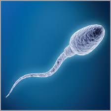 numero totale di spermatozoi per eiaculato.