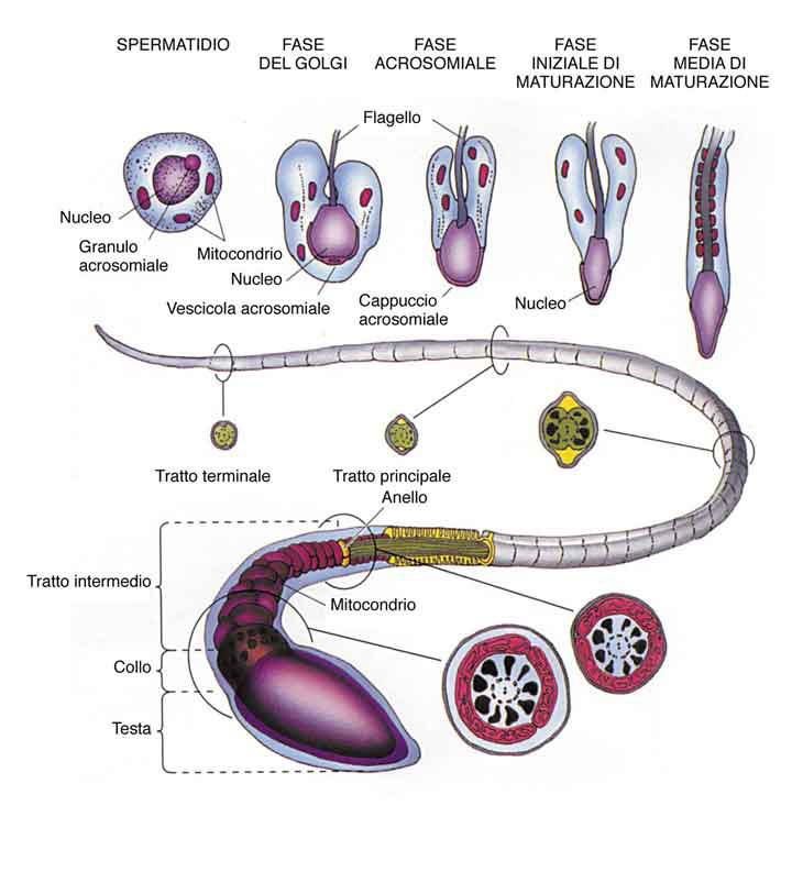 apprezzabile alla periferia della goccia come delle vere e proprie onde di spermatozoi: movimenti di flusso degli spermatozoi provocati dalla loro riunione seguita dalla loro dispersione.