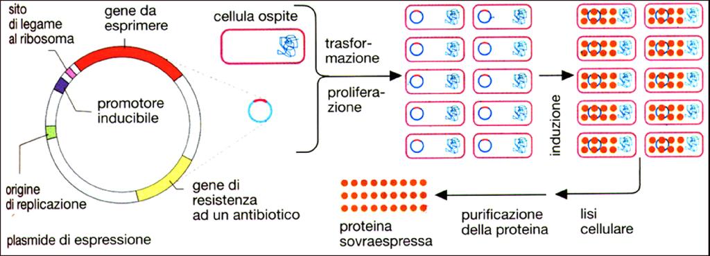 (a) Sistemi di espressione procariotici (Rese: µg-mg/litro coltura)