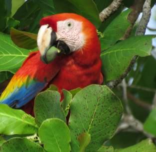 giorni in pensione completa in camera doppia, singola o tripla Trasferimento collettivo Rancho Corcovado Lodge al Molo Sierpe Prezzo bloccato senza nessun adeguamento valutario Assicurazione medico