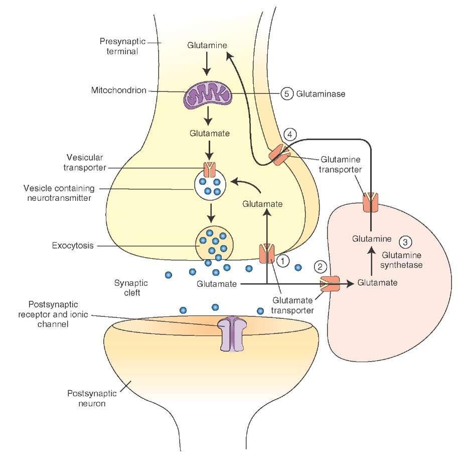 BIOSINTESI E RILASCIO DEL GLUTAMATO Glutamate is synthesized in the brain by two processes. (A) -ketoglutarate (generated during the Krebs cycle) is transaminated to glutamate.