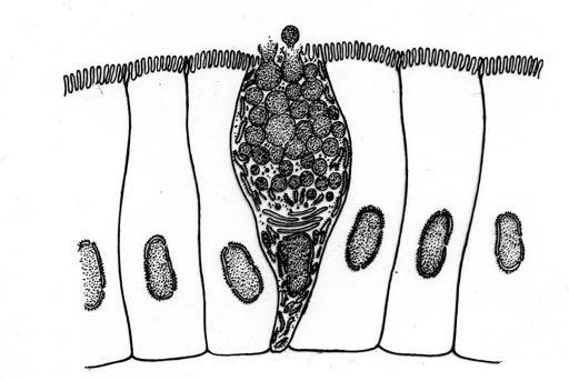 GHIANDOLE ESOCRINE - Classificazione Numero delle cellule che