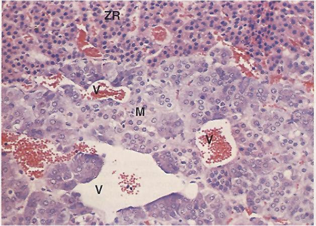 Sali di cromo Citoplasma granulare