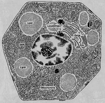 Caratteristiche delle cellule 1. Colesterolo accumulato in gocce lipidiche 2.