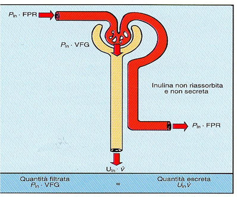 Clearance dell inulina FPR: flusso plasmatico renale V(=Fu): velocità di flusso urinario L inulina è un polisaccaride non riassorbito né secreto (somministrato per via endovenosa), quindi: Quantità