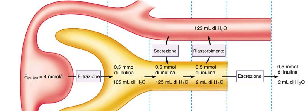 Volume di urina: 120ml/ora= 2ml/min Conc inulina plasma costante a 4mmol/l che corrispondono a 0.