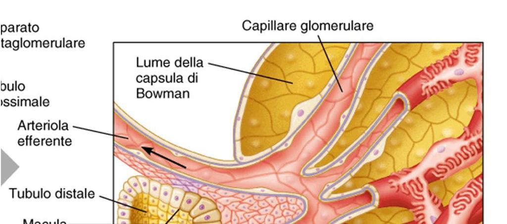 L apparato iuxtaglomerulare Rilevano cambiamenti della