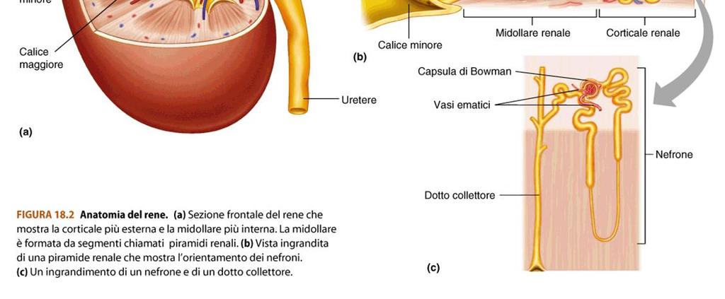 Osmolarità ph