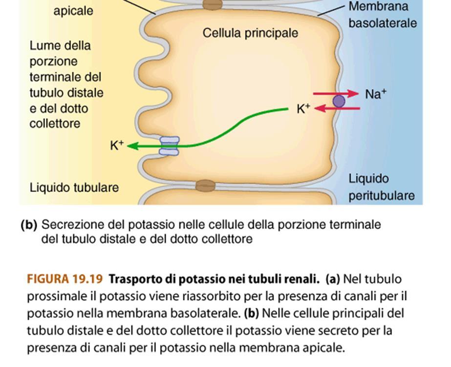 aldosterone aumenta in numero di pompe Na/K ed agisce soprattutto sul