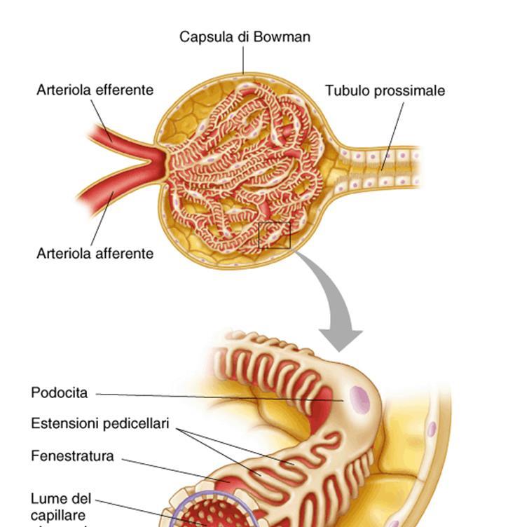 Filtrazione glomerulare Filtrato giornaliero di plasma: