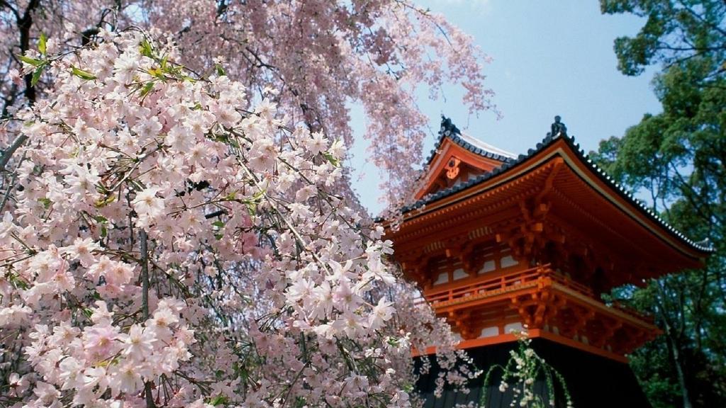 Di seguito visita di mezza giornata della città: il Santuario Meiji al centro di un lussureggiante parco che comprende circa 100000 alberi.