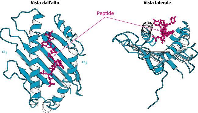 sito di legame per l antigene è una piattaforma recintata,