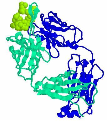 per l antigene F ab F ab legame