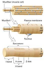 Muscolo scheletrico E composto da una disposizione ordinata di actina e miosina I filamenti spessi sono di miosina II myosin II I filamenti sottili sono di actina filamentosa Il sarcomero è una unità