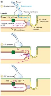 (proveniente dai depositi intracellulari di Ca 2+ all interno del