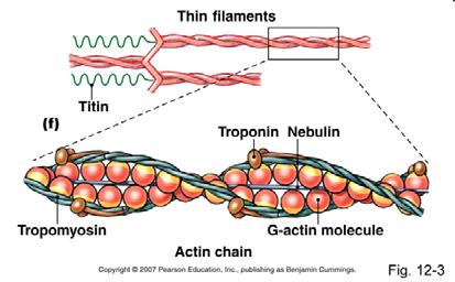aminoacidi; si ritiene che ciascuna di queste si leghi ad una subunità di actina nel filamento.