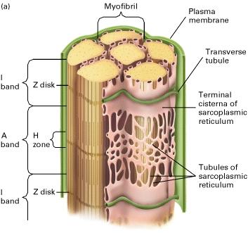 Ca 2+ (legato alla troponina) rilasci il blocco della troponina dall interazione fra actina e