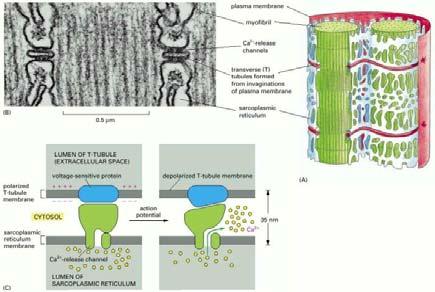 Actina Citocinesi, citodieresi (fase finale del ciclo