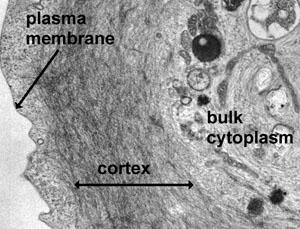 Anche se i filamenti a base di actina si possono trovare quasi dappertutto nella cellula, essi spesso si concentrano nelle zone spigolose della