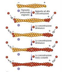 Una delle estremità del filamento ha maggiore affinità per le subunità e le incorpora ad una velocità 5 10 volte superiore (estremità «più») rispetto all altra subunità (estremità «meno»).