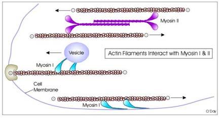 Struttura della miosina II (1) La miosina II è il motore molecolare che genera la forza nei vari tipi di tessuti muscolari ed anche in una varietà di