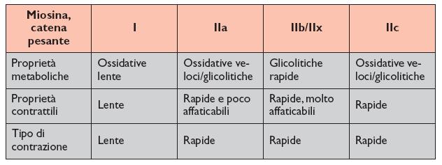 FIBRE MUSCOLARI Fibre bianche e rosse mescolate nello stesso muscolo.