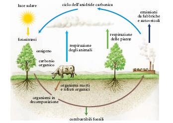 Il ciclo