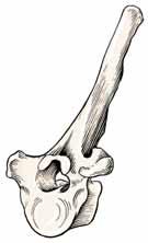 processo articolare caudale e sulla faccia dorsale del foro intervertebrale. È presente dalla regione mediotoracica alla quinta o sesta vertebra lombare.