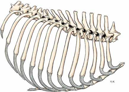 Cartilagine xifoidea Arco costale Tredicesima cartilagine costale Figura 2-74 Gabbia costale e sterno, veduta ventrale.