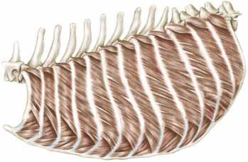 86 CAPITOLO 2 Lo scheletro e l apparato muscolare Elevatore delle coste Intercostale esterno C Intercostale interno Figura 2-76 (Segue) C, Muscoli profondi del torace, faccia laterale.