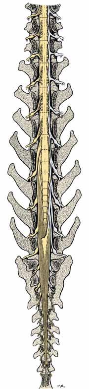 CAPITOLO 6 Il sistema nervoso 309 Nervo C1 2 C1 Ramo dorsale nervo T11 11 12 T11 12 Nervo C2 Ramo ventrale Ramo dorsale Nervo accessorio Radice dorsale nervo C4 3 4 5 2 3 4 Nervo L1 Dura madre Ramo