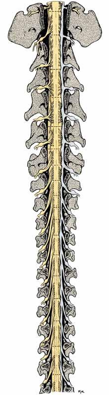 8 7 Nervo Cd 1 Cd1 9 8 2 3 9 4 Nervo T10 10 10 11 Nervo Cd 5 Filamento terminale 5 6 Figura 6-37 Radici dorsali dei nervi spinali e segmenti del midollo spinale.